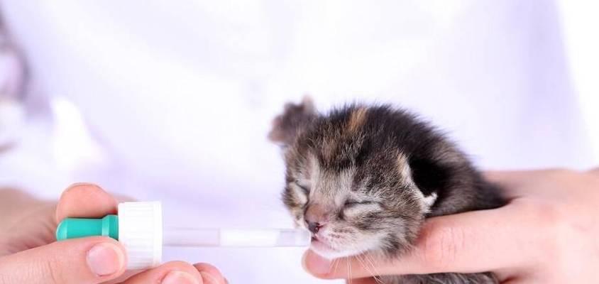 如何控制杯状病毒猫感染（保护宠物健康的有效方法）