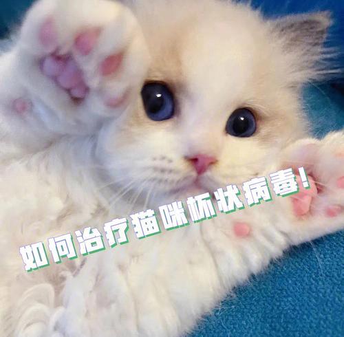 如何控制杯状病毒猫感染（保护宠物健康的有效方法）