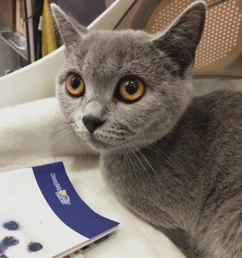 如何控制杯状病毒猫感染（保护宠物健康的有效方法）