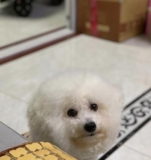 比熊狗该吃狗粮还是饭（寻找最佳宠物饮食方案）