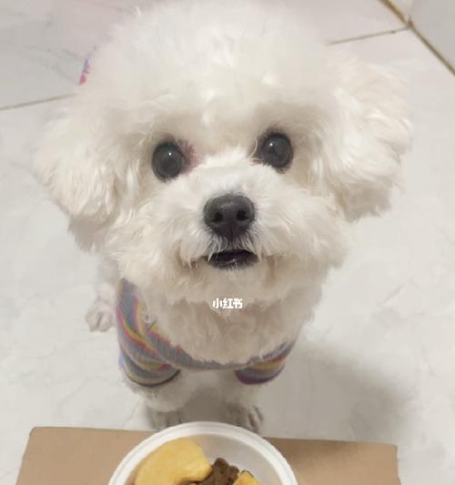 比熊狗该吃狗粮还是饭（寻找最佳宠物饮食方案）
