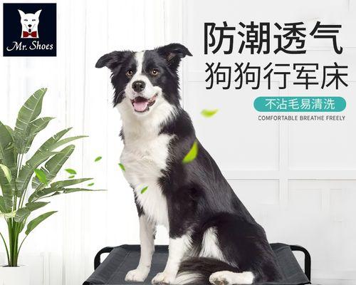 边境牧羊犬的睡眠习惯（揭秘边境牧羊犬如何睡觉）