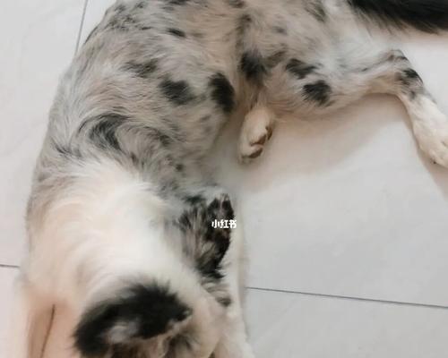 边境牧羊犬的睡眠习惯（揭秘边境牧羊犬如何睡觉）