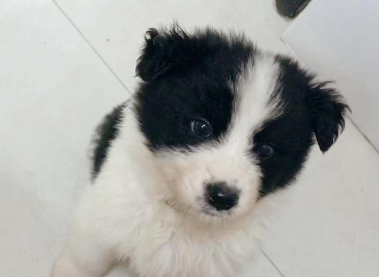 边牧狗狗泪痕问题原因分析（探究边牧狗泪痕问题的成因及解决方法）