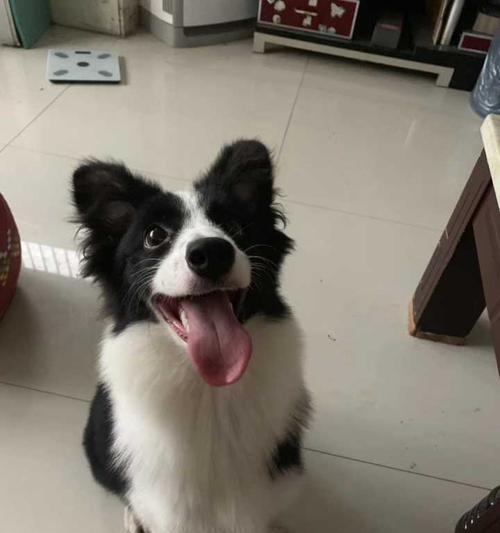解决边牧犬耳朵不立的问题（让你的边牧犬耳朵挺直如箭）