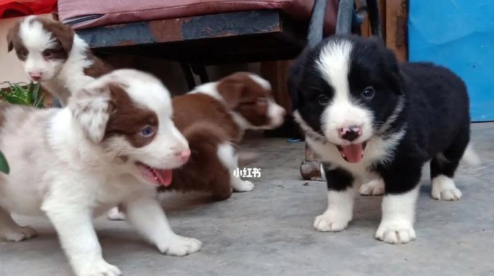 边牧幼犬乳毛退的时间及注意事项（初次养犬者必看）