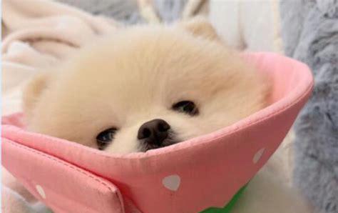 如何解决博美犬不爱吃狗粮的问题（以宠物为主）