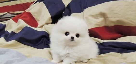 打理博美幼犬毛的秘诀（让你的小宠物毛发更加亮丽和健康）