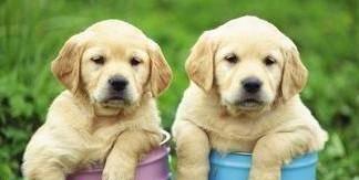常州宠物犬打疫苗指南（常州狗狗的疫苗接种流程及注意事项）