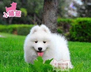 常州宠物犬打疫苗指南（常州狗狗的疫苗接种流程及注意事项）