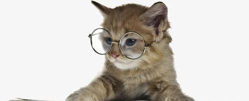 宠物猫生产前的表现与注意事项（了解宠物猫的生产表现）
