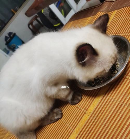 旅游时如何处理宠物猫（出门在外）