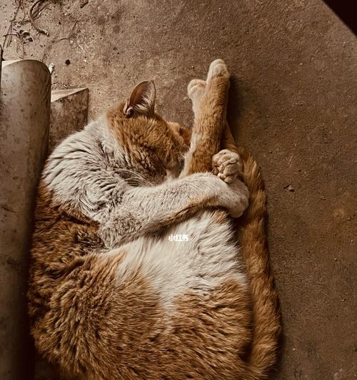 旅游时如何处理宠物猫（出门在外）