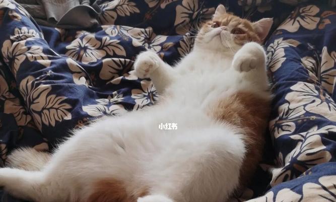 旅游时如何处理宠物猫（出门在外）