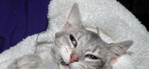 小猫出生几天打喷嚏，该怎么办（宠物护理指南）