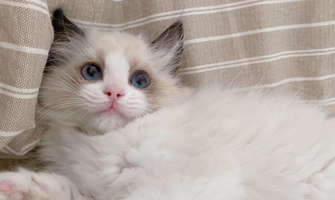 如何分辨纯种布偶猫（从外观到性格全方位解析）