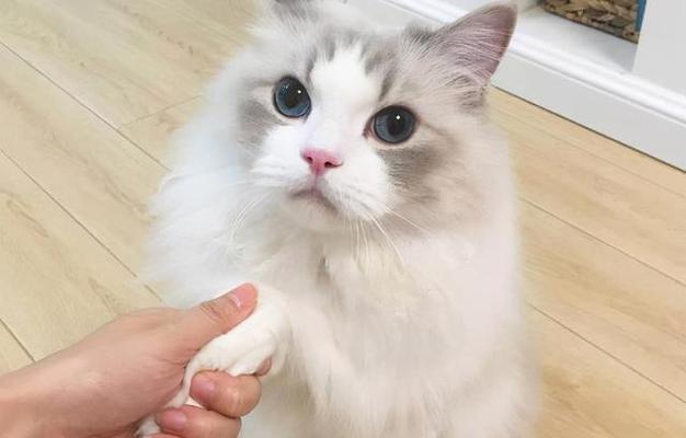 如何分辨纯种布偶猫（从外观到性格全方位解析）