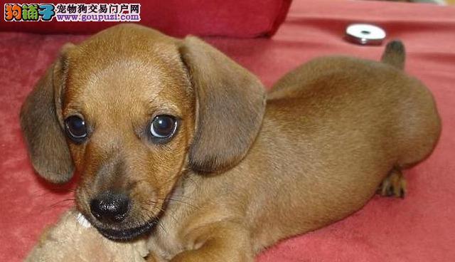 如何挑选纯种腊肠犬作为宠物（了解纯种腊肠犬的特点和注意事项）