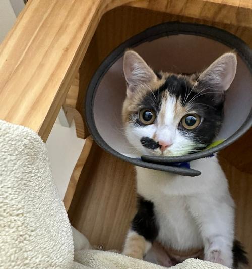 打猫针的副作用详解（保护宠物健康）