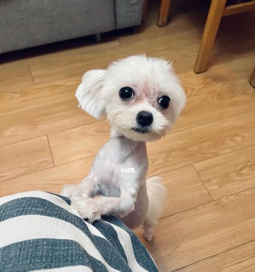 狗狗护卫家庭——以大耳朵拖地的宠物（忠实的伙伴）