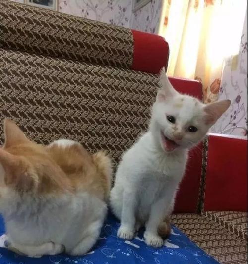 为什么大猫喜欢骑小猫（探秘宠物世界中的奇妙现象）