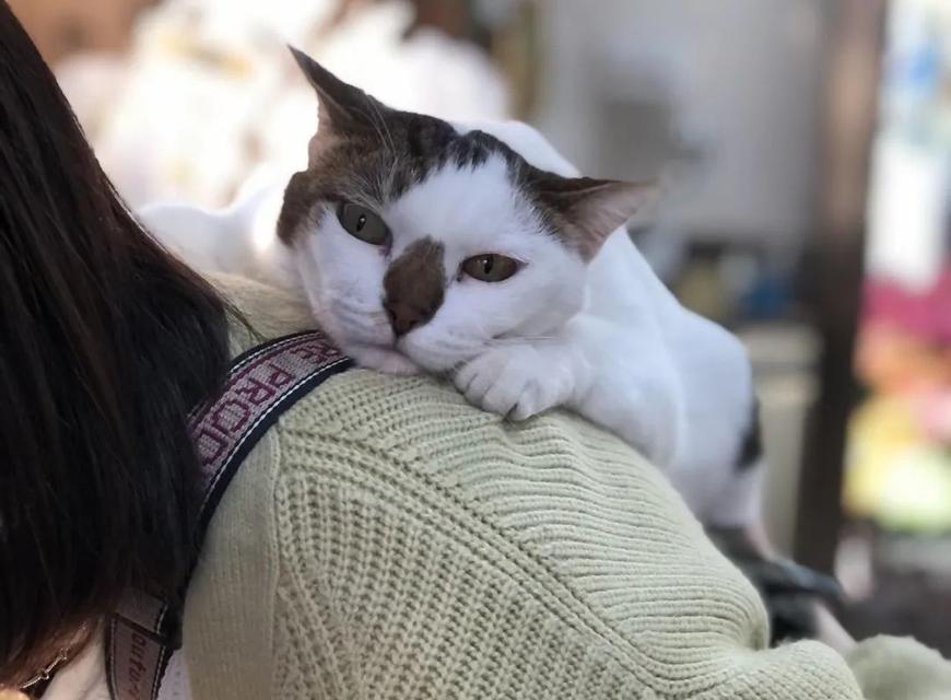 为什么大猫喜欢骑小猫（探秘宠物世界中的奇妙现象）