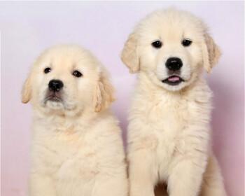以大型犬为宠物，准备工作不可少（养狗前要知道的15项准备工作）
