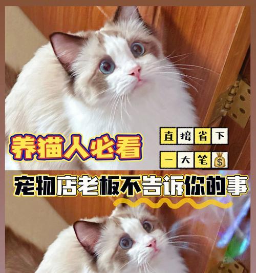 带猫咪出门注意事项（从准备到出行）