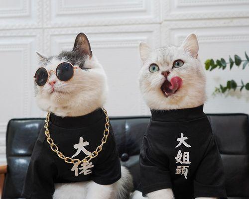 宠物小猫出行攻略（如何安全愉快地带小猫出门）