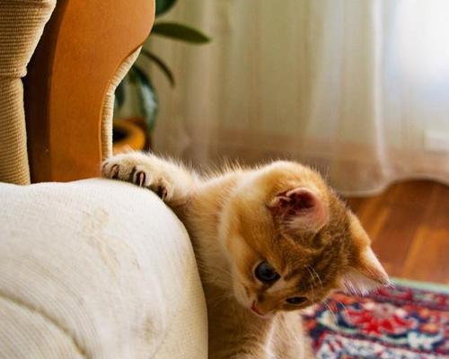 为什么蛋黄对猫咪有好处（探究蛋黄的营养成分及其对猫咪的益处）