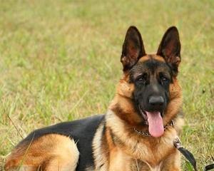 以德牧幼犬怎样选择狗粮才能健康快速成长（为你的爱宠选对狗粮）