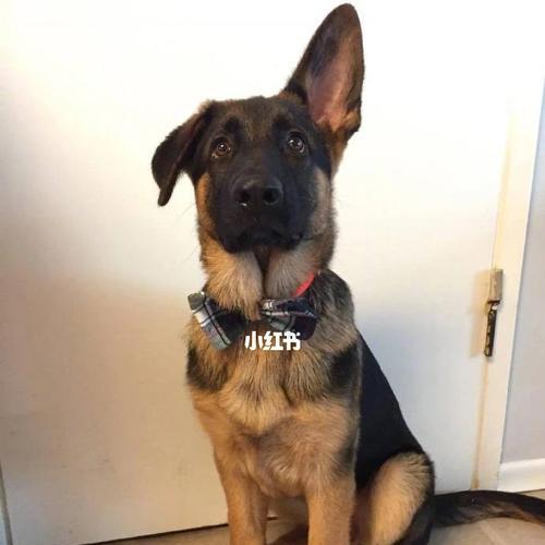 如何治疗德牧幼犬拉稀（宠物健康）