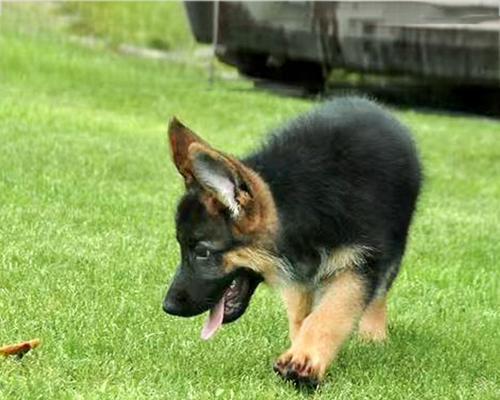 如何治疗德牧幼犬拉稀（宠物健康）