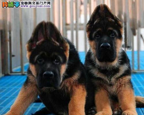 如何为德牧幼犬驱虫（以宠物为主的健康护理）