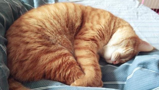 了解猫咪肾衰竭（猫咪肾衰竭的症状）