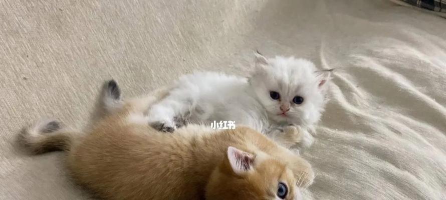 宠物猫咪生人随便抱，你需要了解的真相（关于宠物猫咪的生殖行为和人类接触的注意事项）
