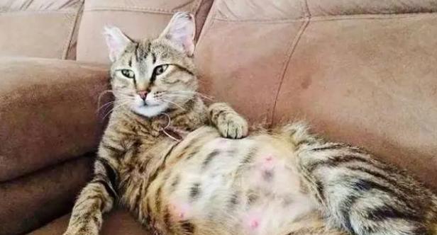 揭开猫咪交配的神秘面纱（了解猫咪交配的过程和注意事项）