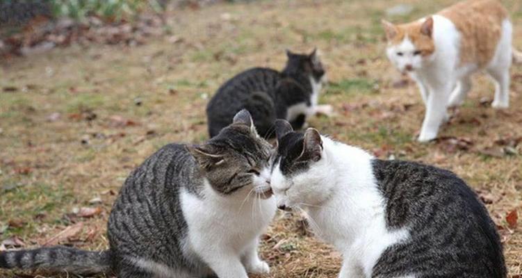揭开猫咪交配的神秘面纱（了解猫咪交配的过程和注意事项）