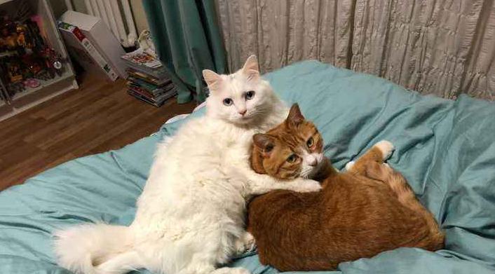 揭开猫咪交配的神秘面纱（了解猫咪交配的过程和注意事项）