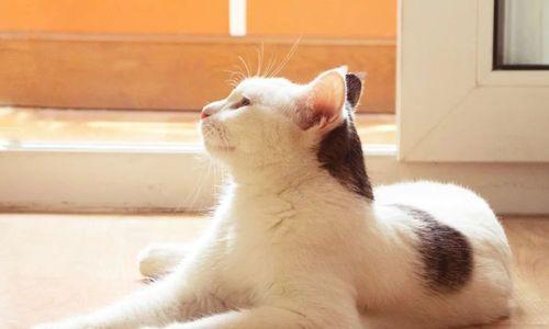 猫咪室内散养（为什么要让猫咪室内散养）