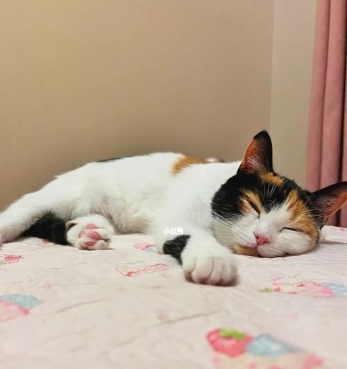 猫咪手术后如何吹空调（宠物护理指南）