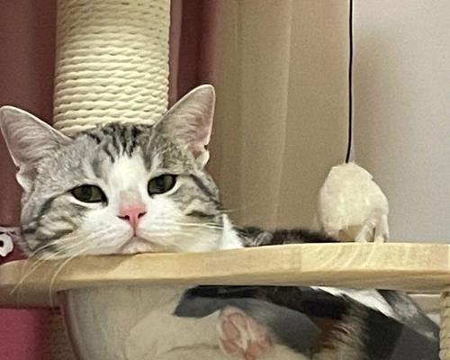 猫咪手术后如何吹空调（宠物护理指南）
