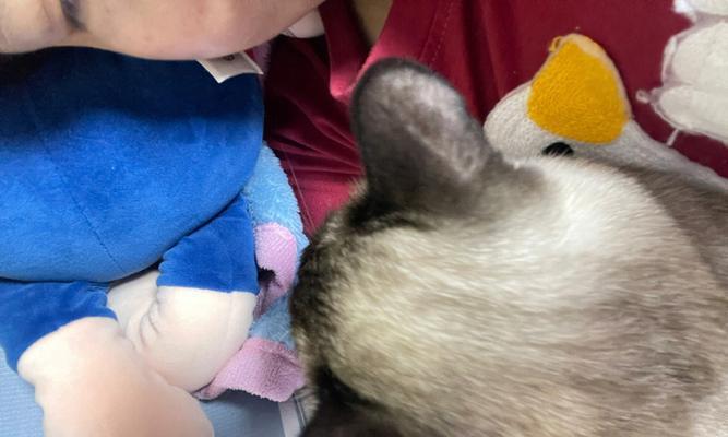 猫咪手术后如何吹空调（宠物护理指南）