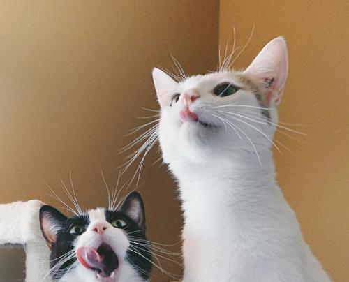 探秘猫咪睡觉舔嘴巴的真相（从宠物行为学角度解析猫咪舔嘴巴的原因）