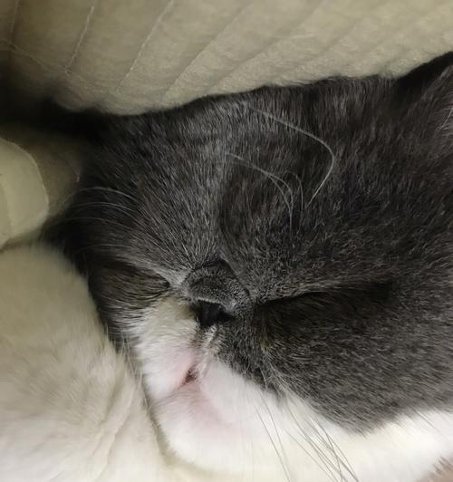 探秘猫咪睡觉舔嘴巴的真相（从宠物行为学角度解析猫咪舔嘴巴的原因）