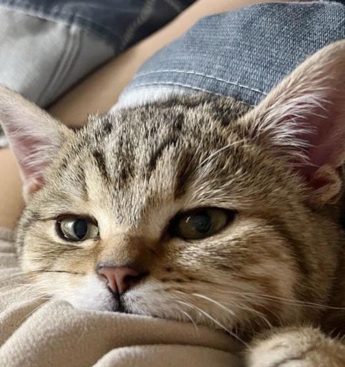 探秘猫咪睡觉舔嘴巴的真相（从宠物行为学角度解析猫咪舔嘴巴的原因）