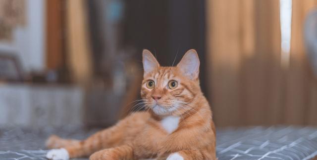 以猫咪死了为切入点，探讨宠物对我们的影响和离开后的悲伤（以猫咪死了为切入点）