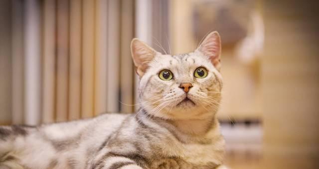 2024年最受欢迎的猫咪品种排行榜（了解各类猫咪的特性）