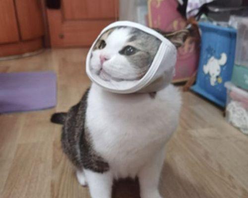 为什么猫咪喜欢舔自己的肚子（探究猫咪自我清洁的秘密与好处）