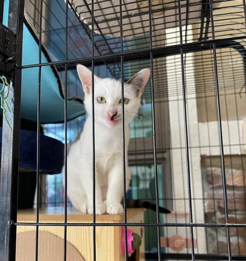 猫咪突然躲角落，原因可能是什么（揭秘猫咪躲角落背后的心理和行为）